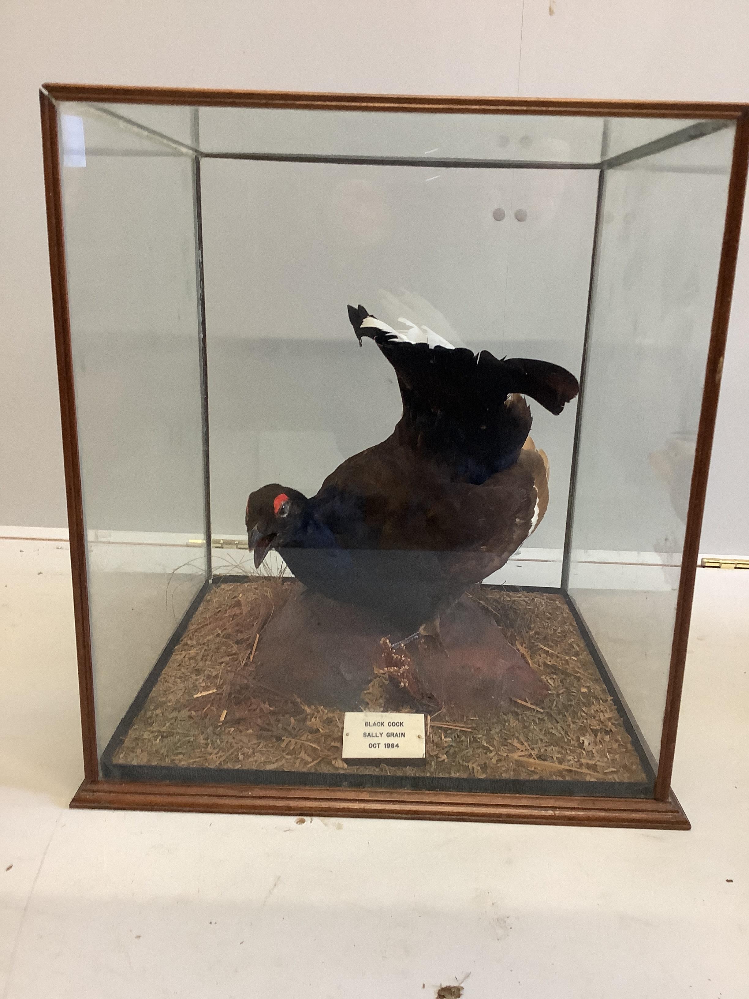 A 20th century taxidermy black grouse in glass case, labelled 'Black Cock, Sally Grain, Oct 1984,' width 46cm, depth 44cm, height 53cm